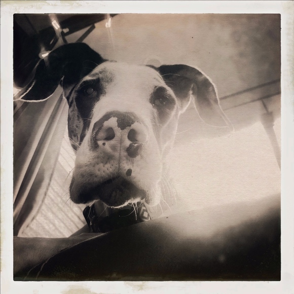 Meet your Posher, Reese - Picture 3 of 4